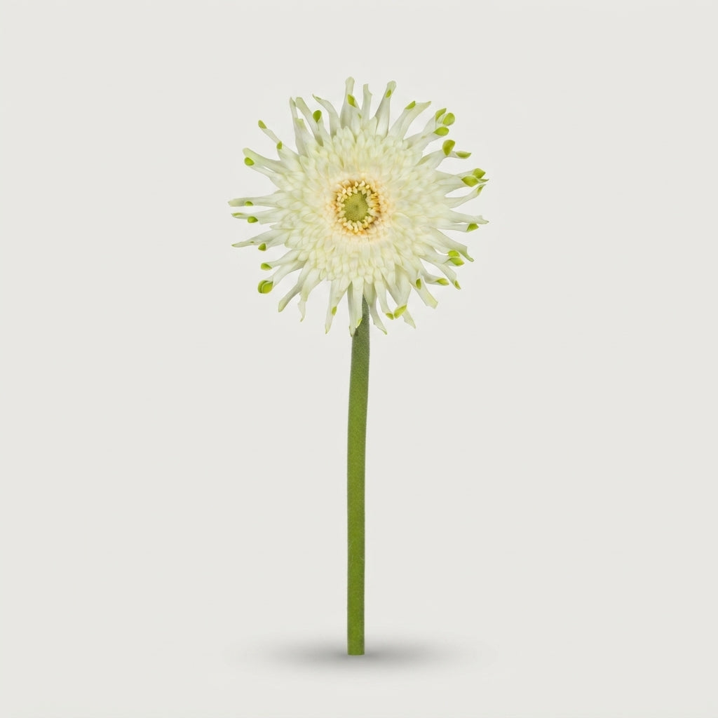 Gerbera Large Pasta Blondie
