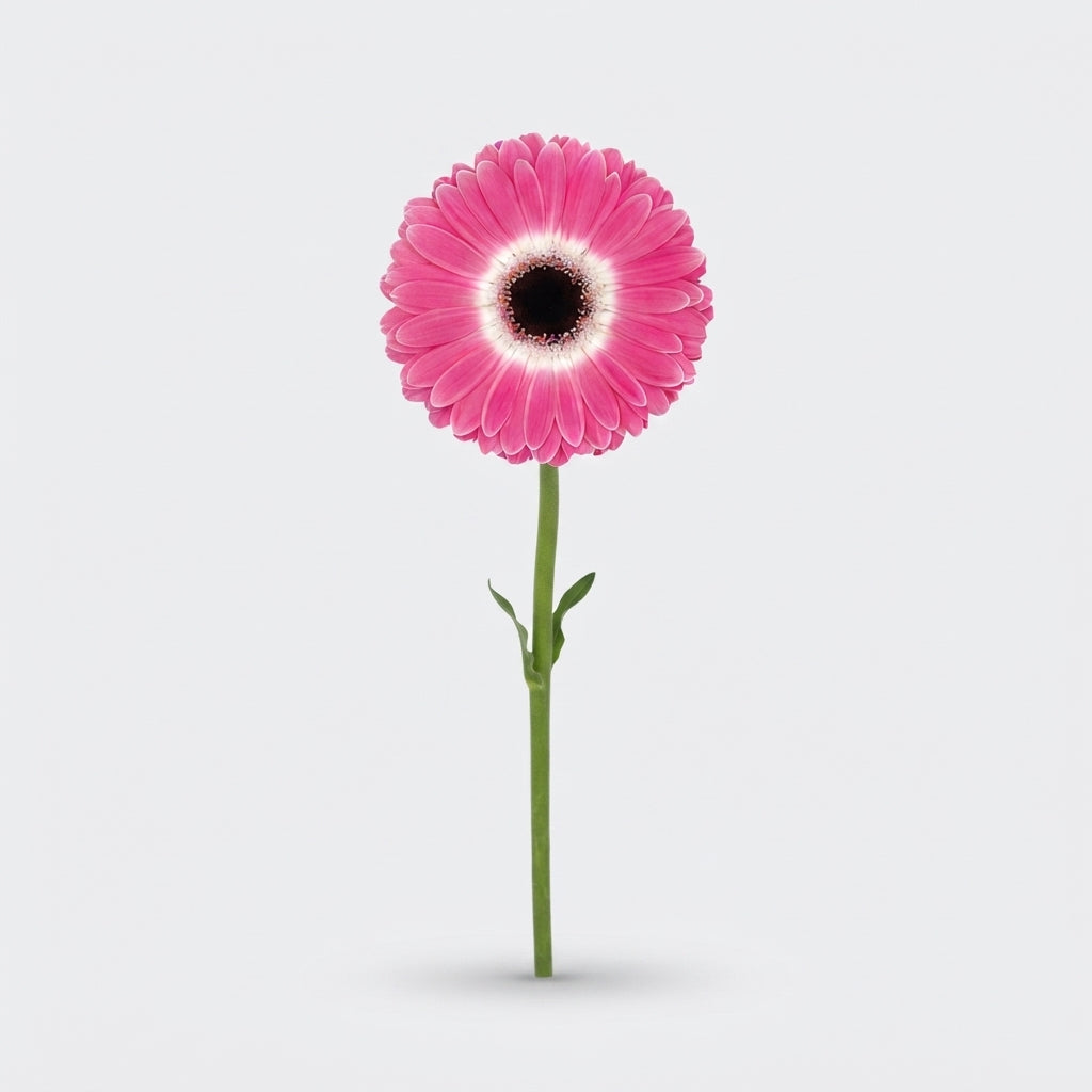 Gerbera Large Cubanita