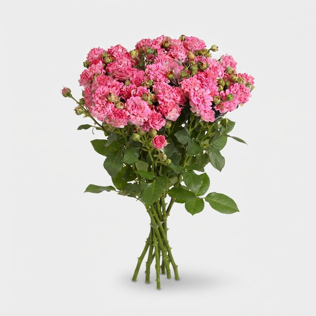Spray Rose - Rosa - Sweety