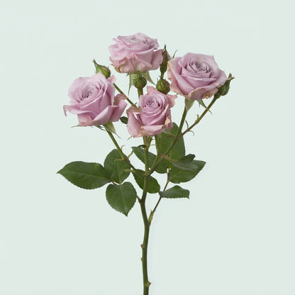 Spray Rose - Rosa - Rebellion Sweet