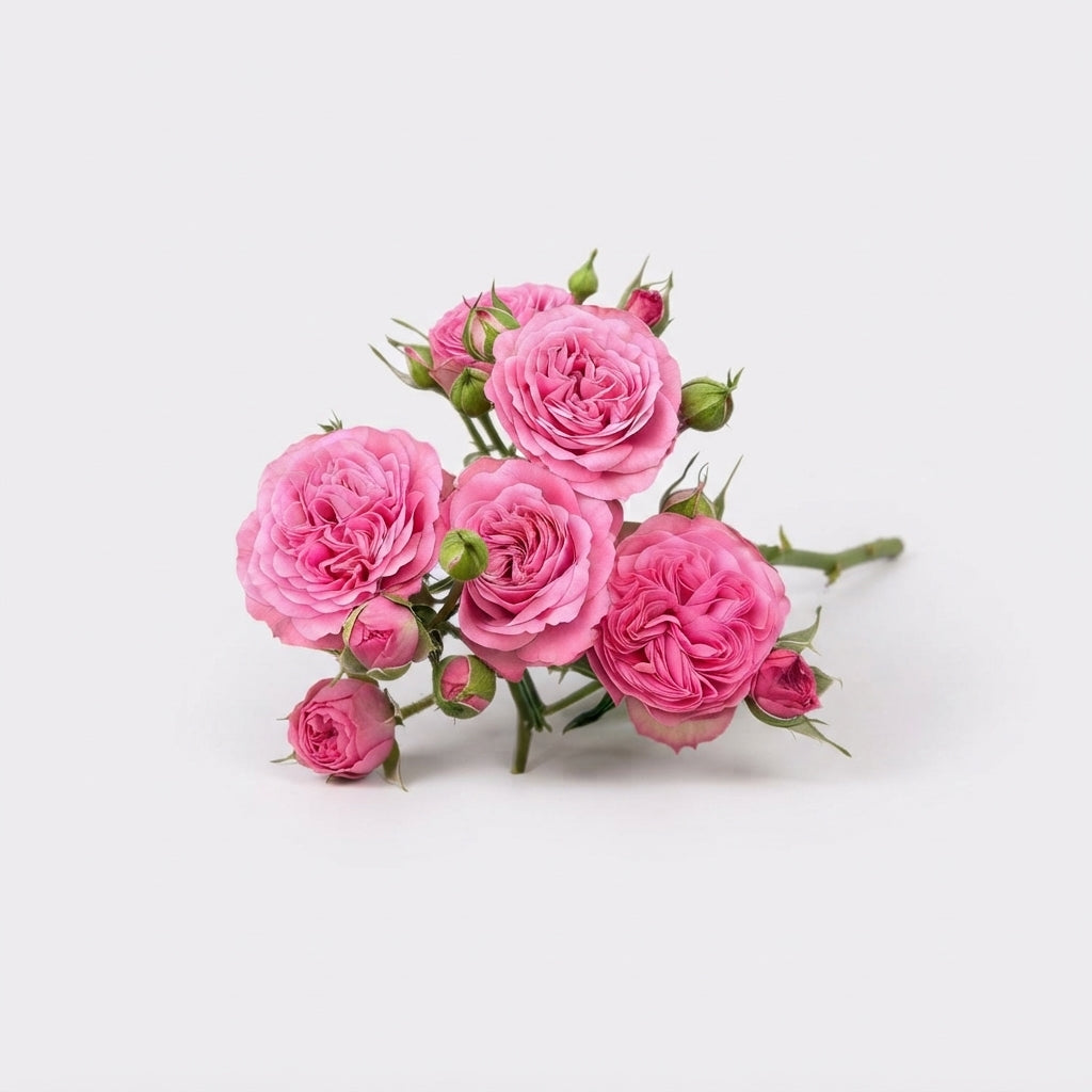 Spray Rose - Rosa - Paradox!