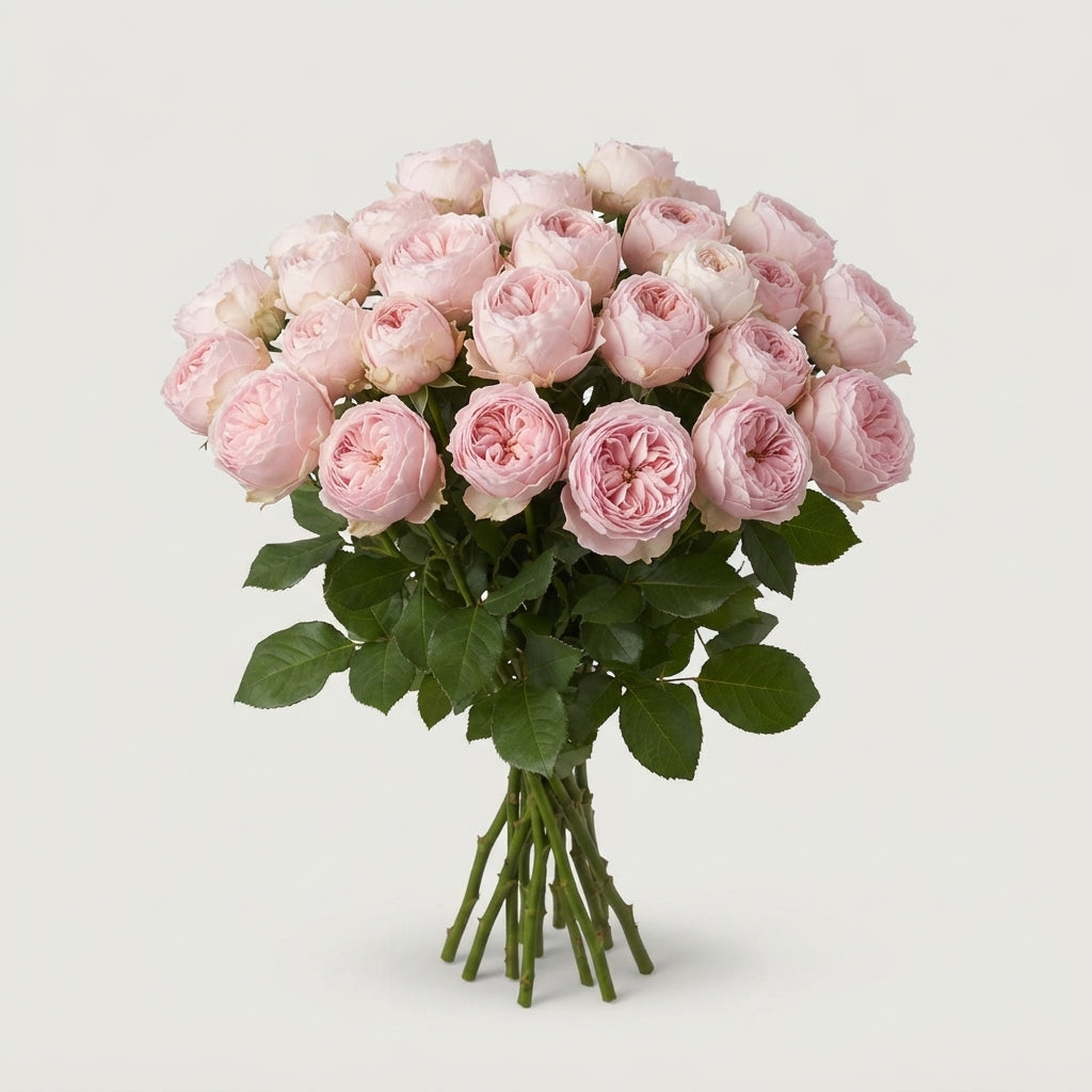 Spray Rose - Rosa - Mansfield Park