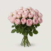Spray Rose - Rosa - Mansfield Park
