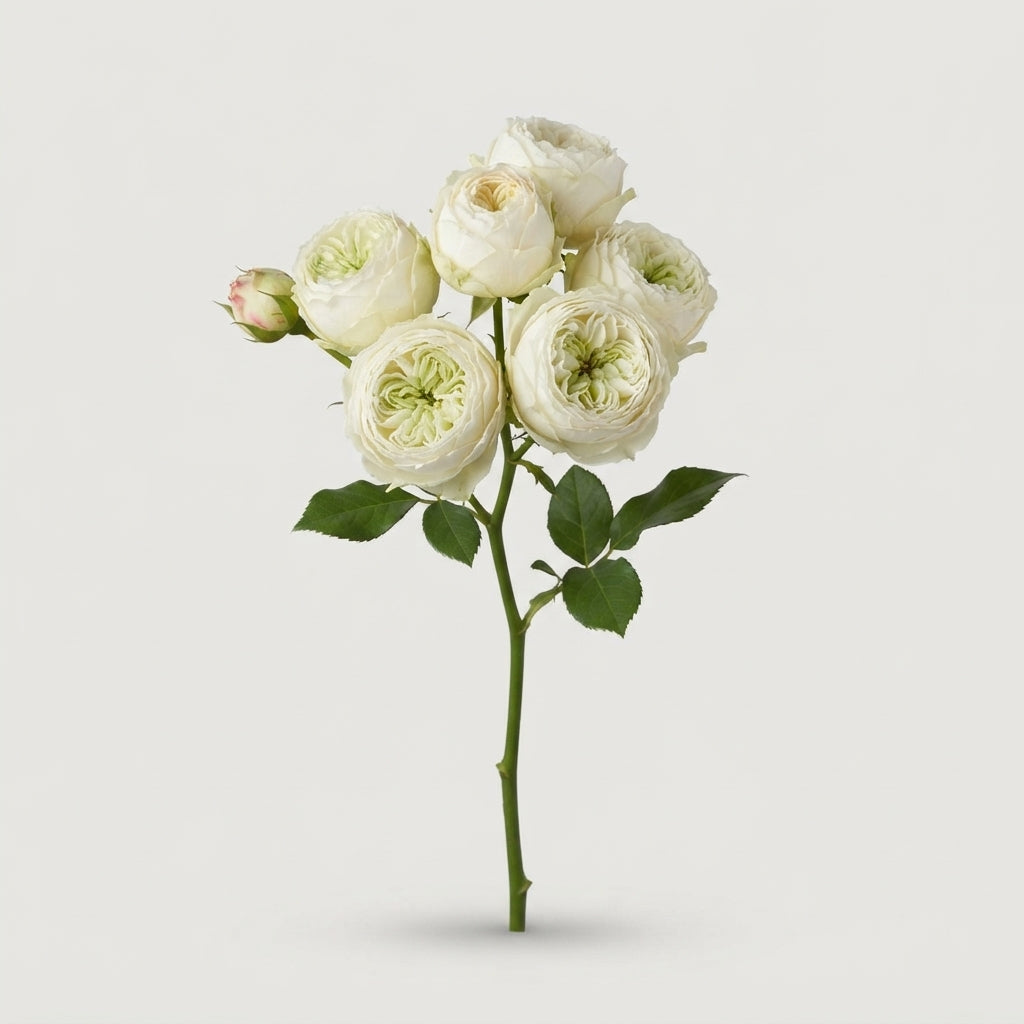 Spray Rose - Rosa - Mansfield White Park