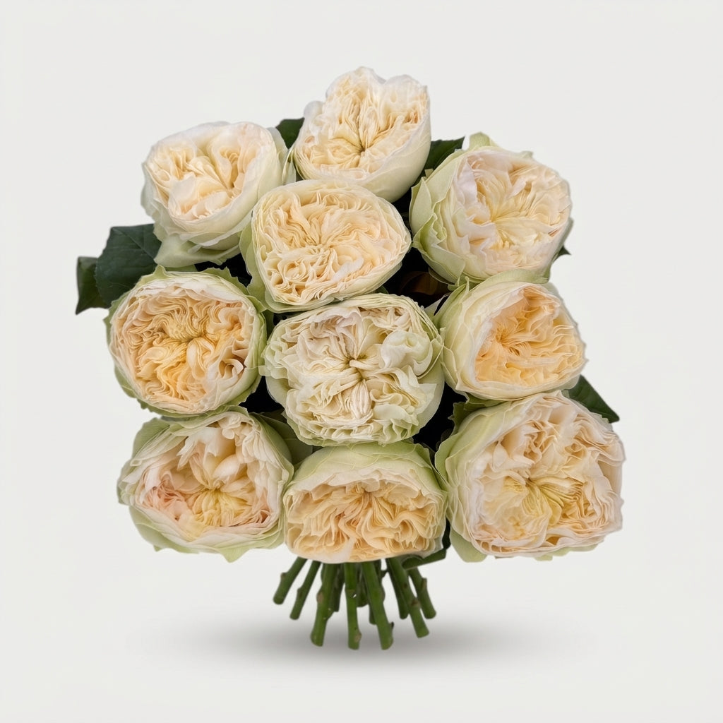 Rose - Rosa - Lovely Harper
