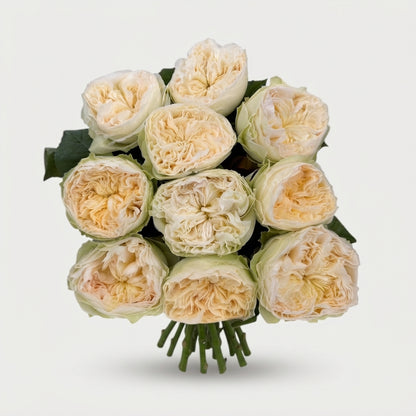 Rose - Rosa - Lovely Harper