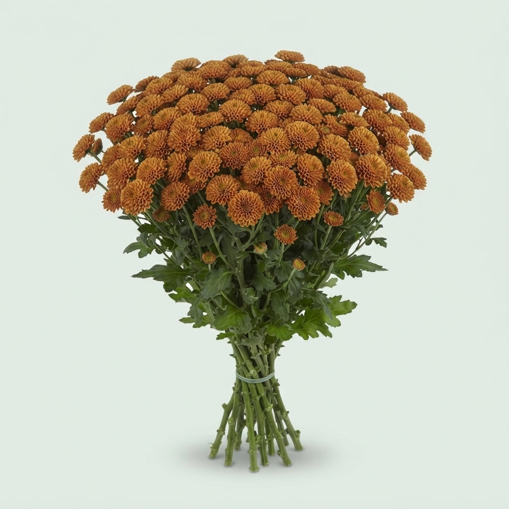 Spray Chrysanthemum - Chrysanthemum - Santini Pluto