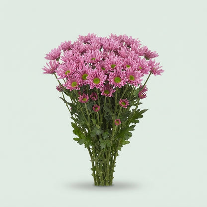 Santini Chrysanthemum - Chrysanthemum - Dekbluff