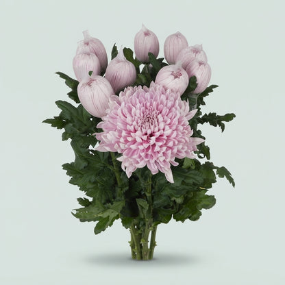 Disbudded Chrysanthemum - Chrysanthemum - Honeymoon