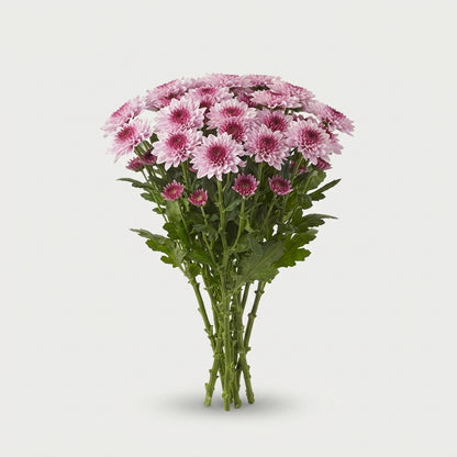 Disbudded Chrysanthemum - Chrysanthemum - Pip Pretty