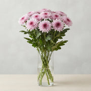 Chrysanthemum G Pip Pretty