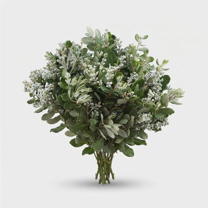 Pittosporum - Pittosporum - Ralphii Berry