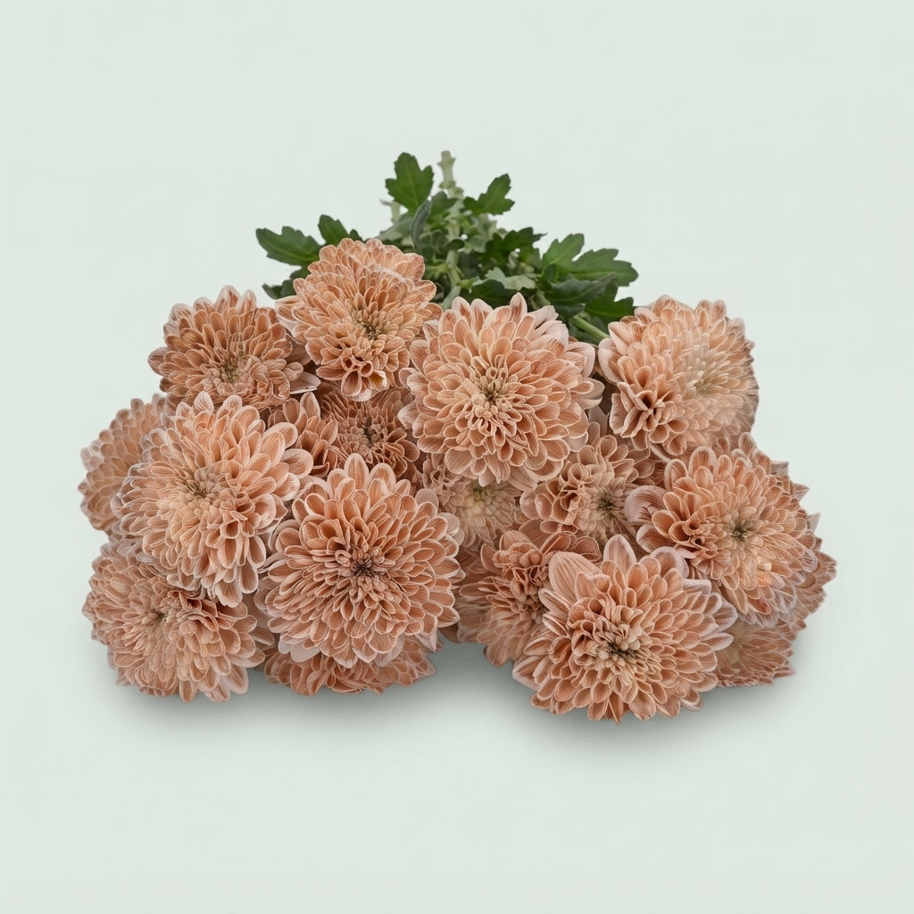 Chrysanthemum Spray Altaj Dyed Cappuccino
