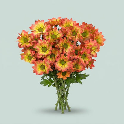 Chrysanthemum Spray Kennedy Dyed Tropical Cocktail