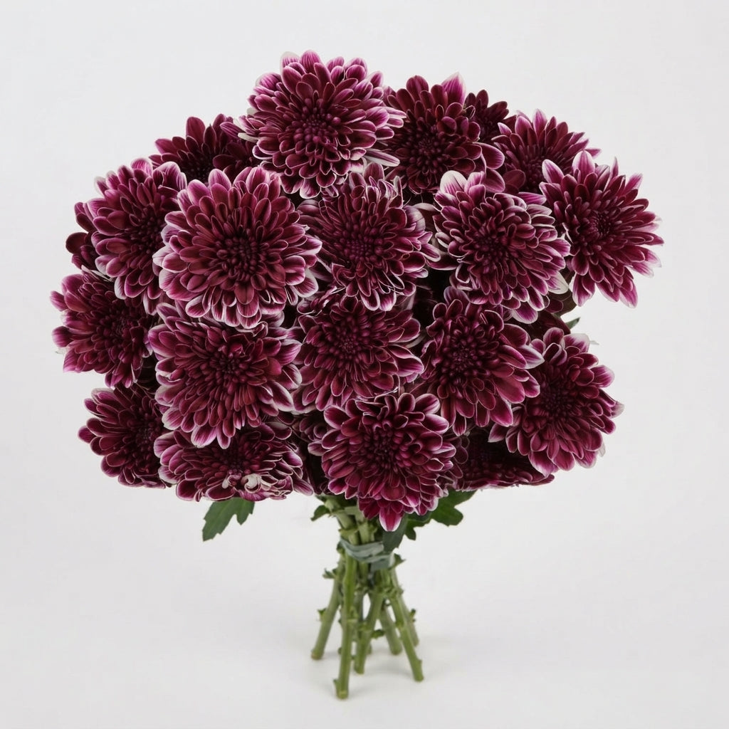 FeedSync:wholesale:6136066211a4b026157a2efbabb1063b6c86efe1