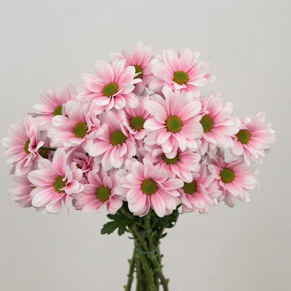 FeedSync:wholesale:9079d471e873163302c01da5edb3158820f4e7fd