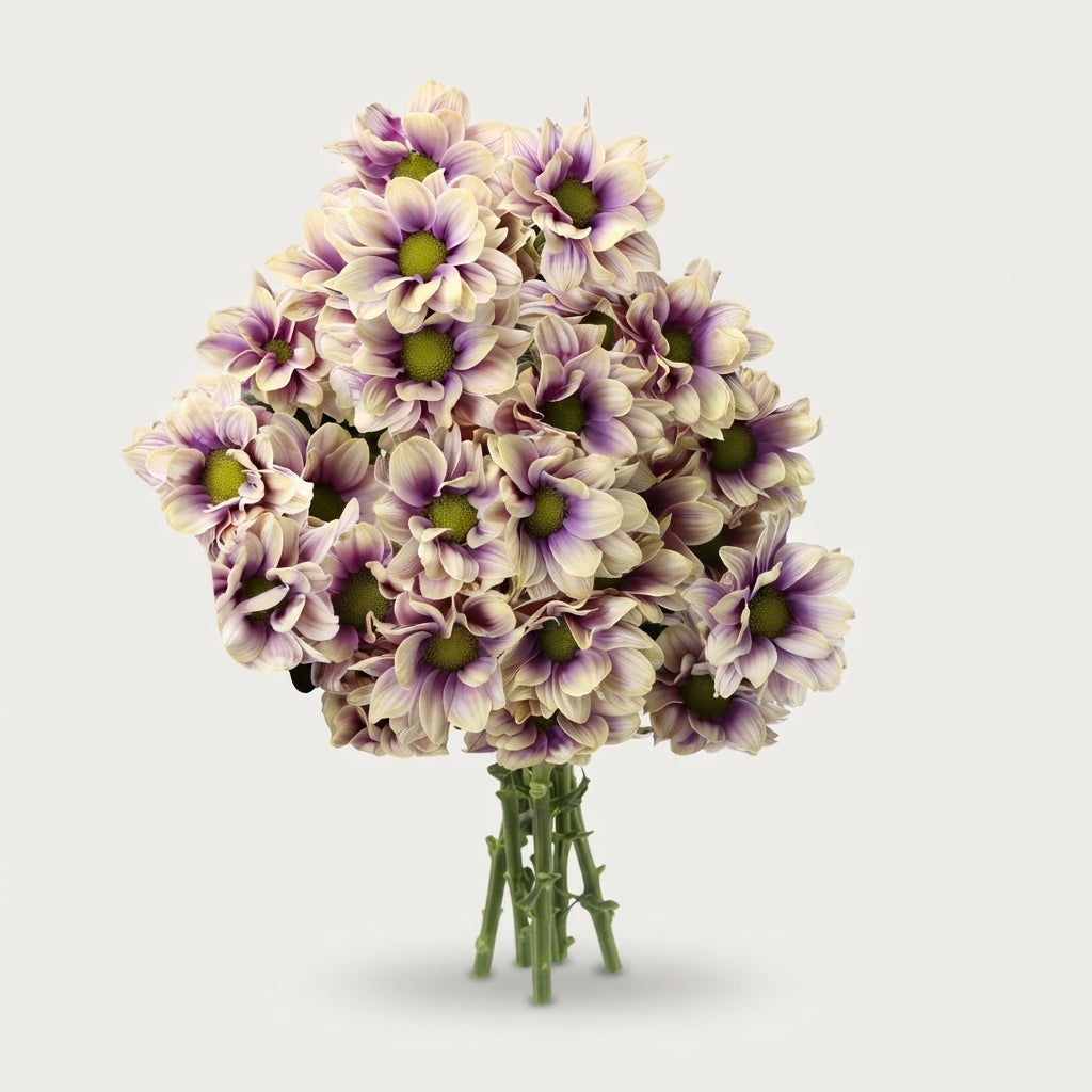 Chrysanthemum Spray Kennedy Dyed Tropical Blue Foot