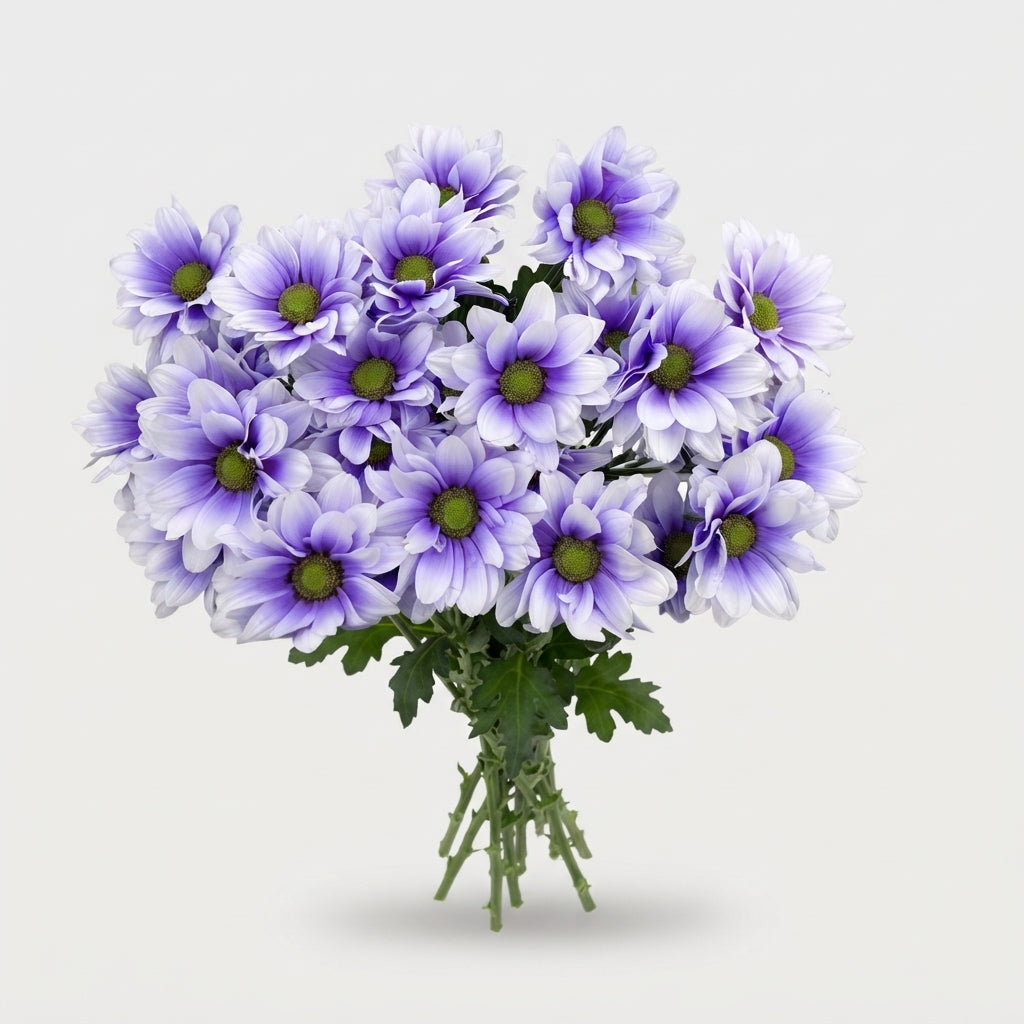 Chrysanthemum Spray Kennedy Dyed Tropical Violet