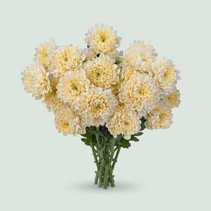 FeedSync:wholesale:35d4b615d1ece2ea40a3ed7c1fa49872dd11fcbd