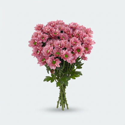 Chrysanthemum Spray Resq Lucie