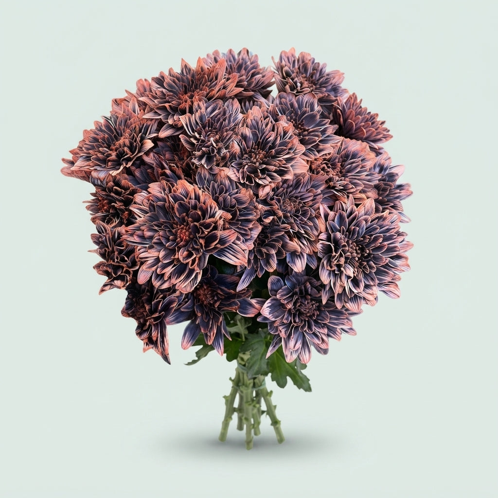Spray Chrysanthemum - Chrysanthemum (Indicum Grp) - Bizar Bazar