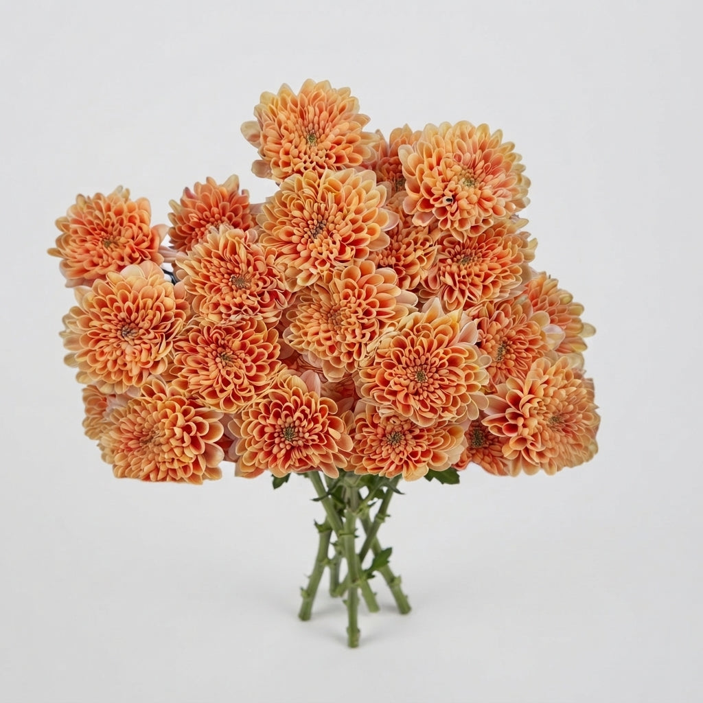 Spray Chrysanthemum - Chrysanthemum (Indicum Grp) - Altaj Sunset