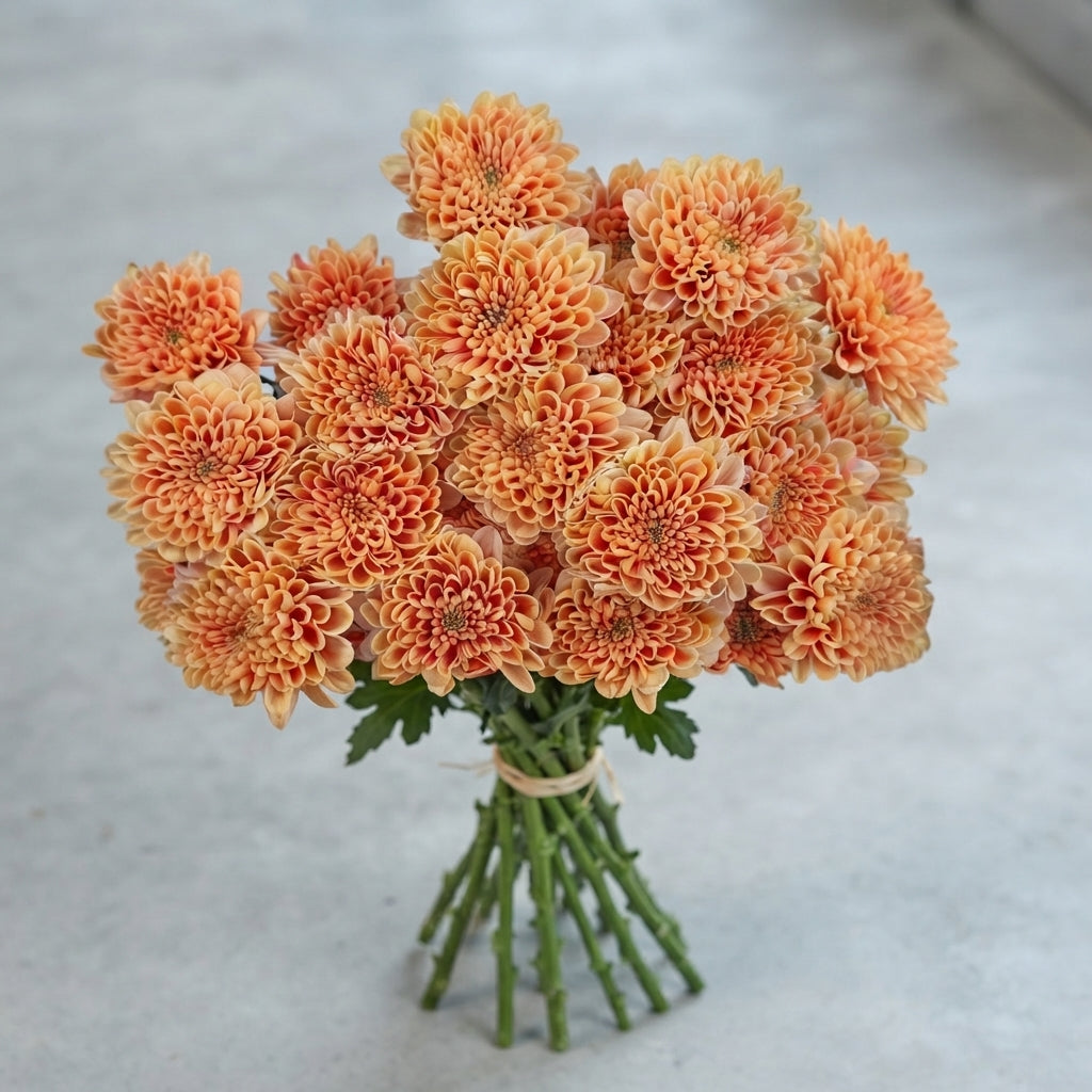 FeedSync:wholesale:a290b41da058bdf8eab129586101175c881da850