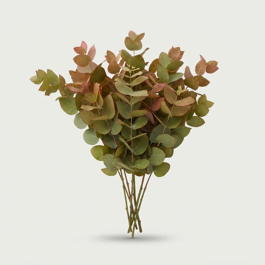 FeedSync:wholesale:636841d656f44426ddf1b3f456e623c25d92748e