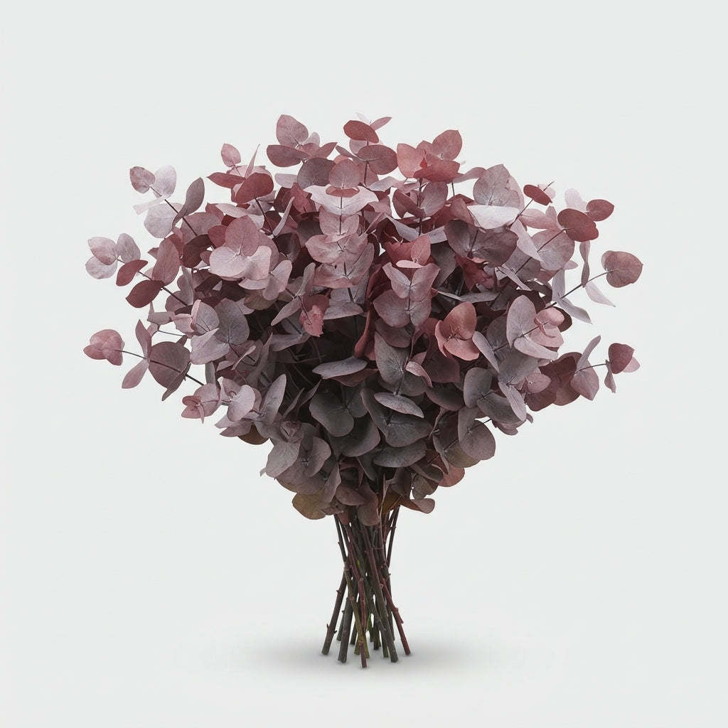 Eucalyptus - Eucalyptus cinerea - Other a piece