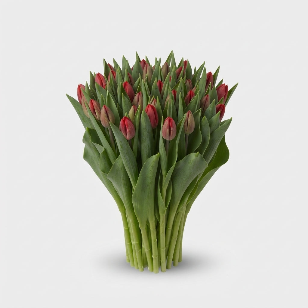 Tulip Pacha Red