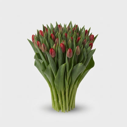 Tulip Pacha Red