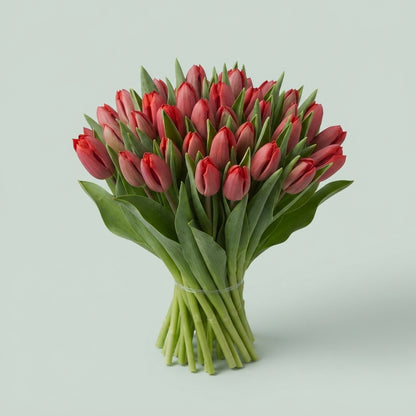 Tulip Red Wholesalers Choice