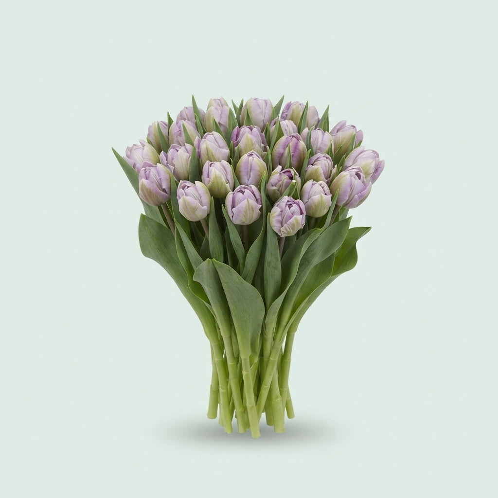 Tulip Double Saigon