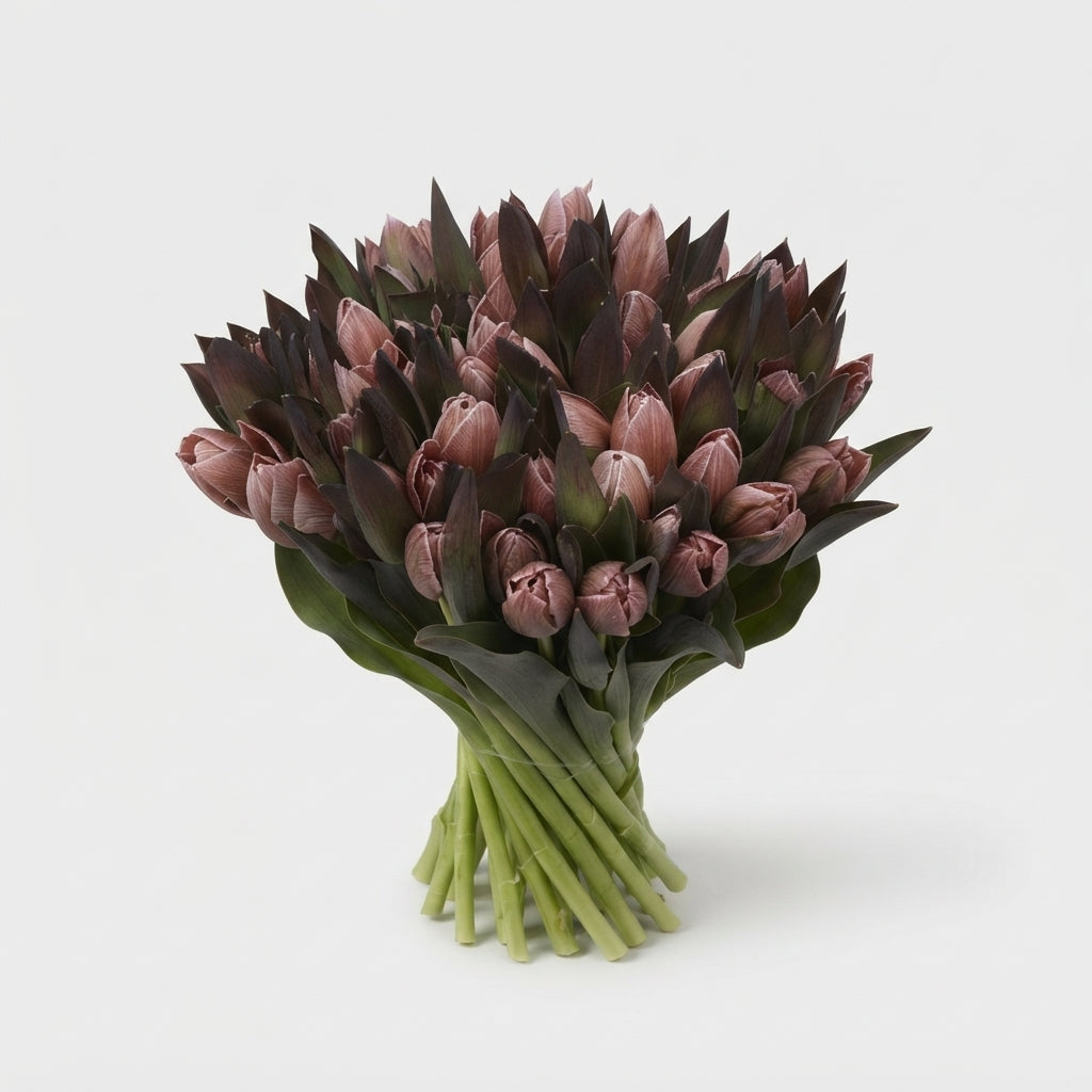 Tulip Royal Virgin Dyed Brownies