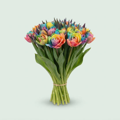 Tulip Double Dyed Rainbow