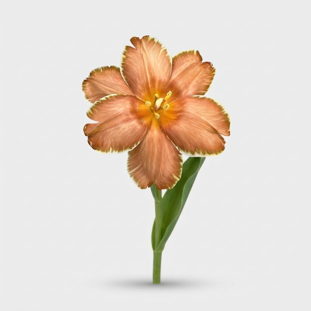 Tulip Dyed Soft Caramel