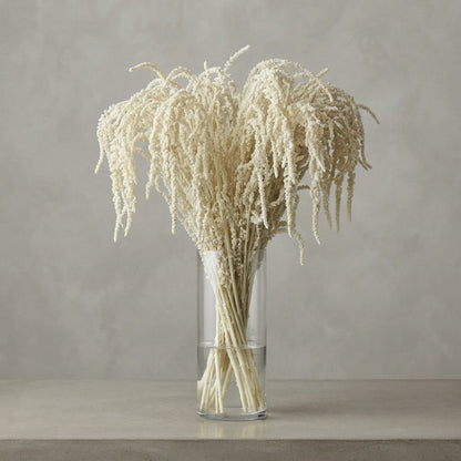 Amaranthus - Amaranthus - Yearming Desert