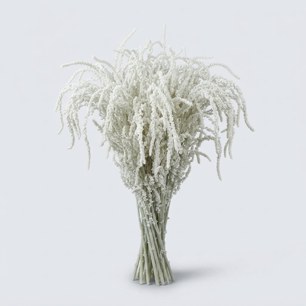 Amaranthus - Amaranthus - Yearming Desert
