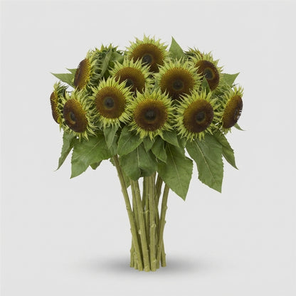 Sunflower - Helianthus