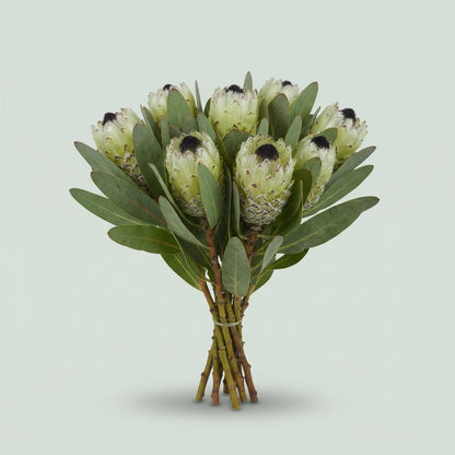 Protea - Protea Barbigera - Ice Queen