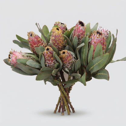 Protea - Protea - magnifica