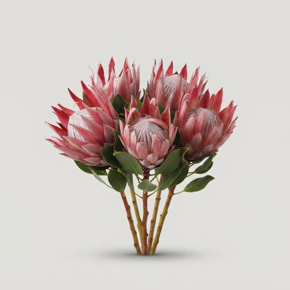 Protea - Protea cynaroides - Mini