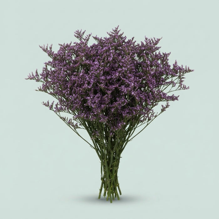 Limonium - Danlisa54