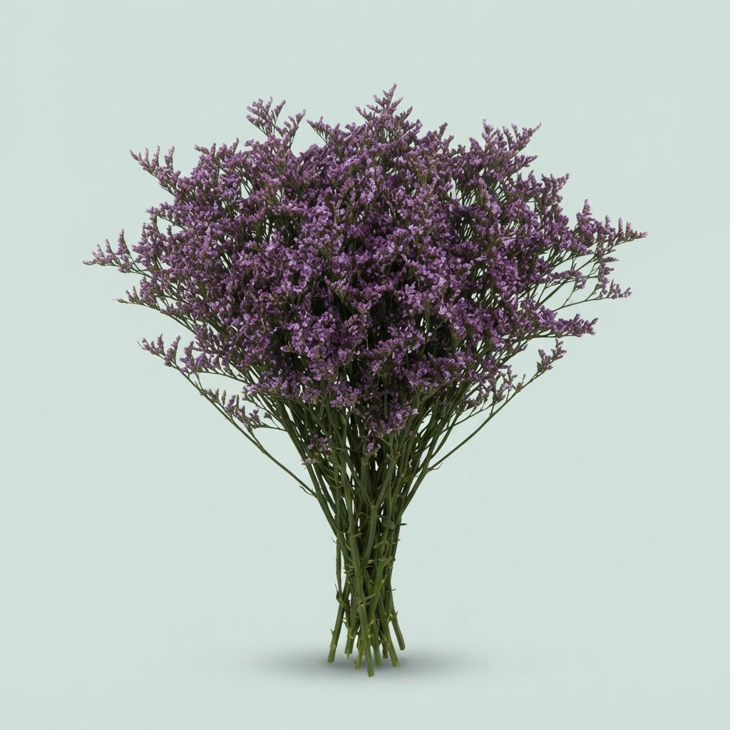 Limonium - Danlisa54