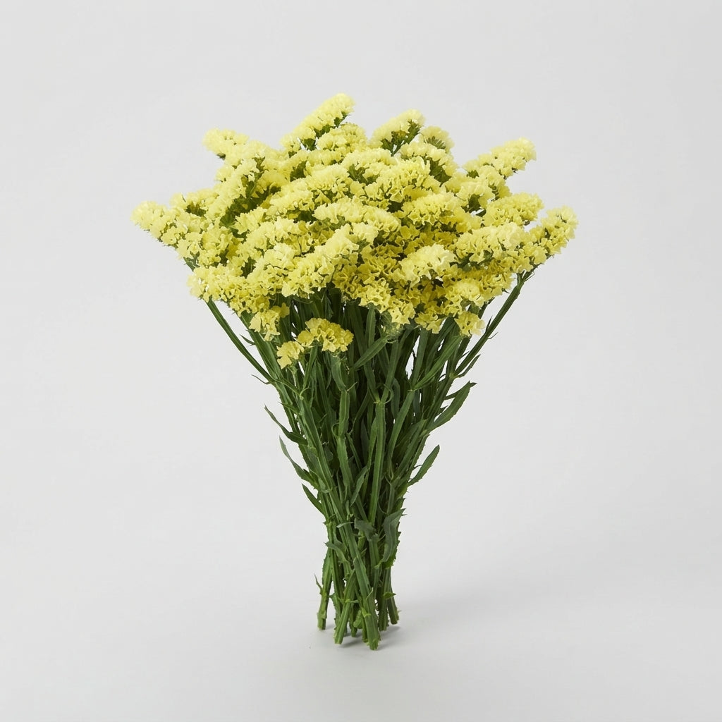 Statice - Limonium sinuatum - Hilsinglos