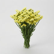 Statice - Limonium sinuatum - Hilsinglos