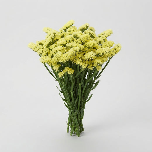 Statice - Limonium sinuatum - Hilsinglos