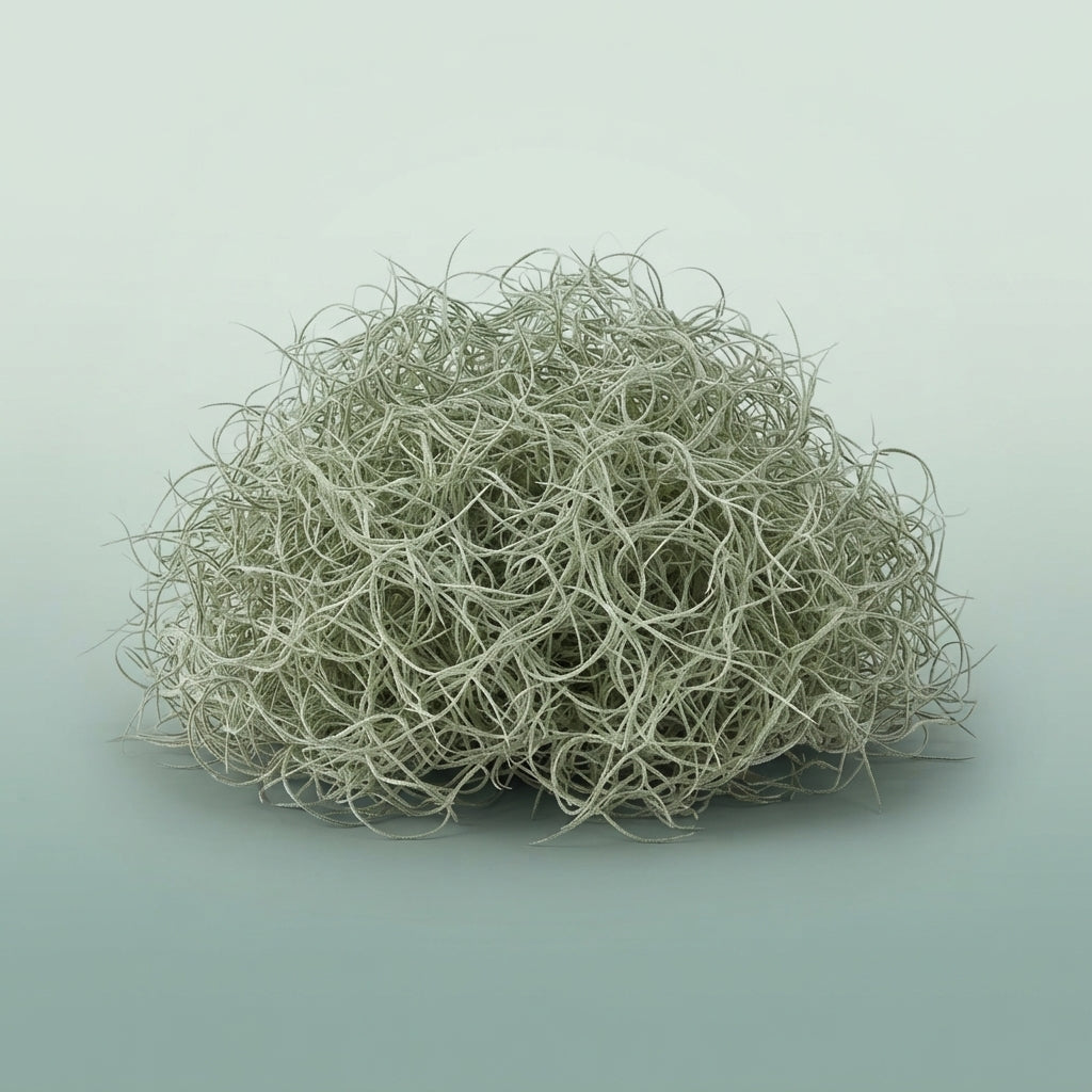 FeedSync:wholesale:8ae701520ca499017b12a4241dc182e23b9f2dfb