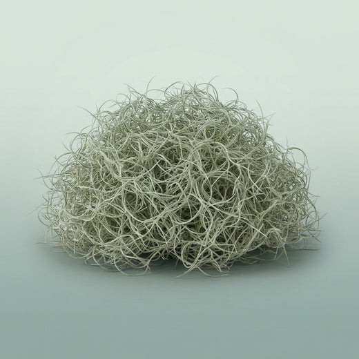 FeedSync:wholesale:8ae701520ca499017b12a4241dc182e23b9f2dfb