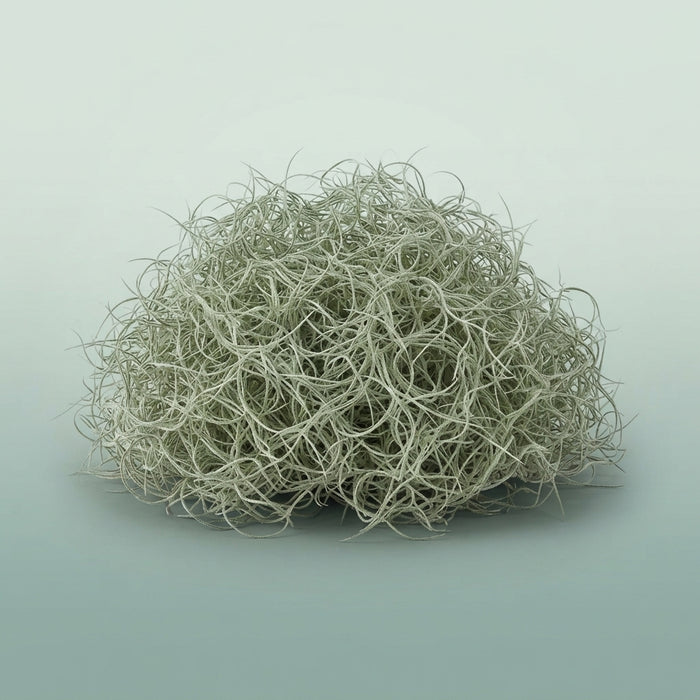 FeedSync:wholesale:8ae701520ca499017b12a4241dc182e23b9f2dfb